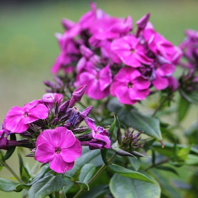 Desire Bambini Phlox